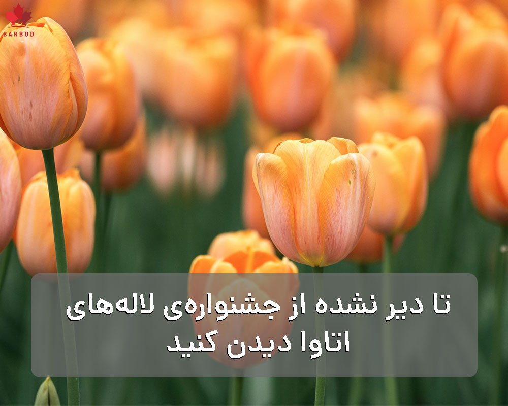 تا دیر نشده از جشنواره‌ی لاله‌های اتاوا دیدن کنید